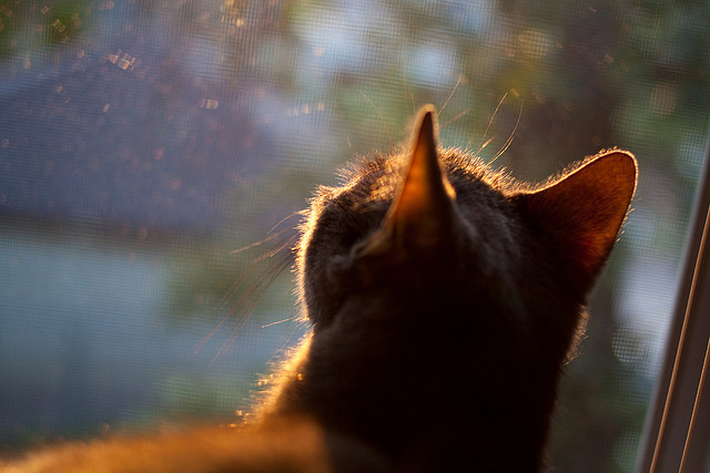 冰点时刻的火焰，苏亚雷斯一己之力点燃委内瑞拉的寒夜