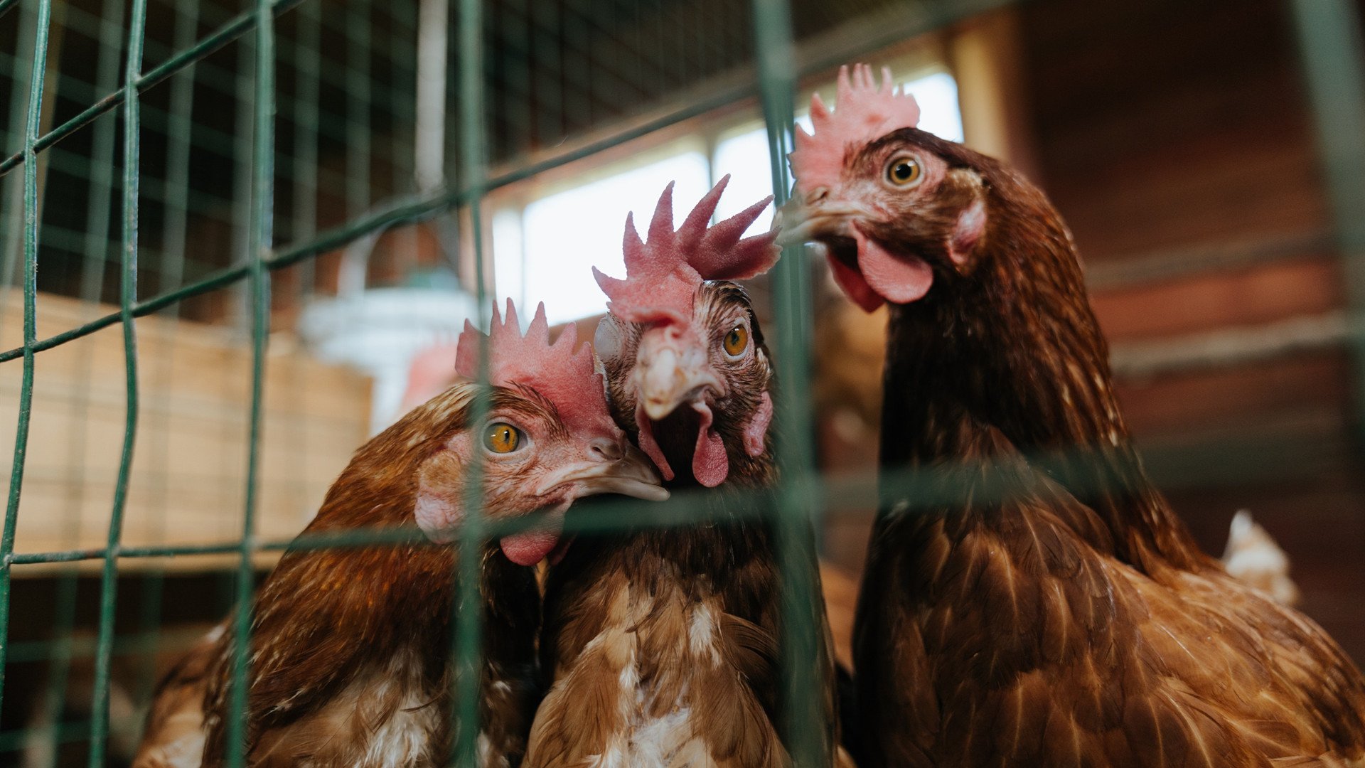 北境风暴与亚平宁铁闸,当苏格兰冲垮芬兰,布雷默在意甲焦点战接管比赛