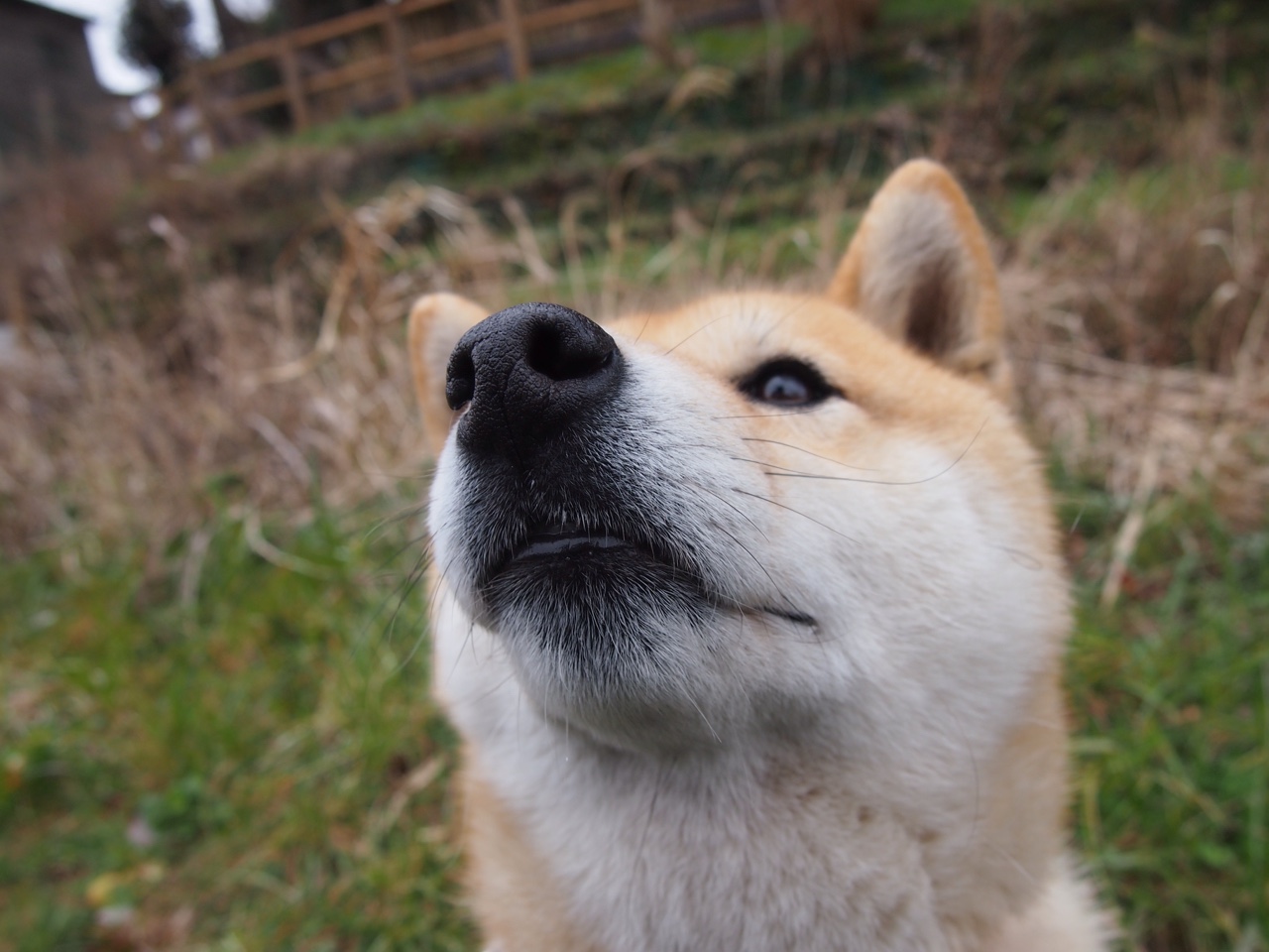 强行终结的背后，当骑士的铁蹄踏碎活塞，哈利伯顿如何重新定义关键先生？