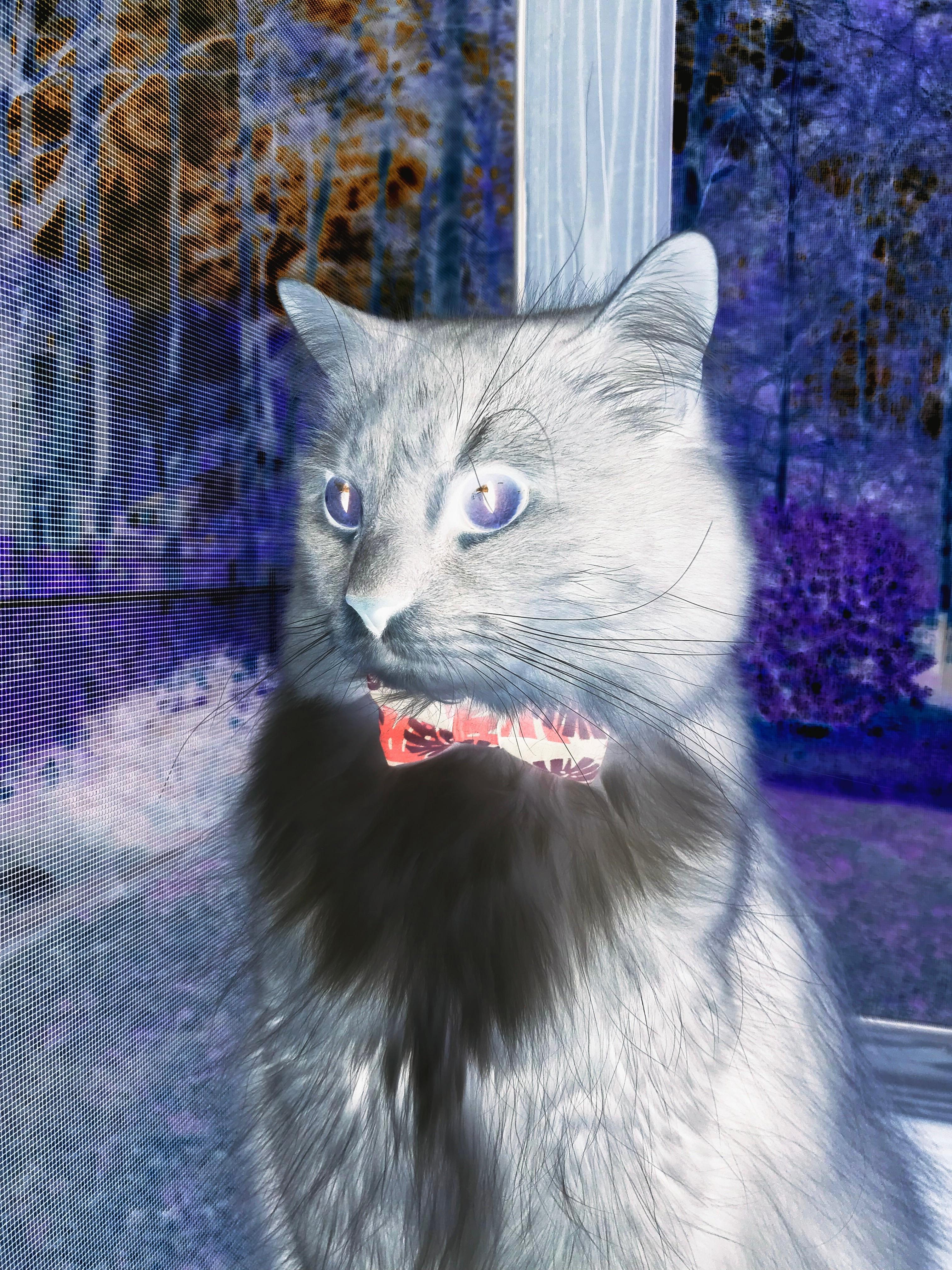 2026世界杯巅峰对决,克罗地亚斩落尼日利亚,戈麦斯接管比赛铸就传奇