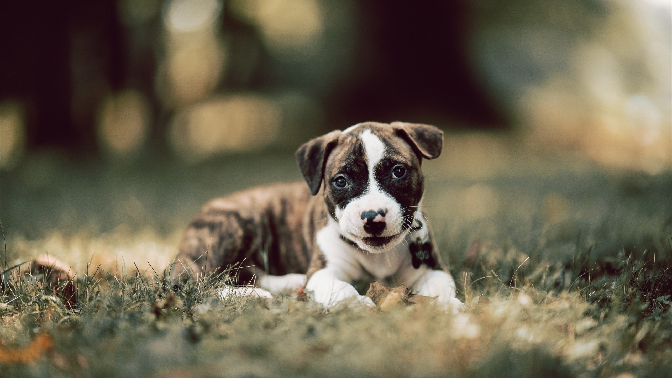 保罗方程式，当稳定输出成为F1冠军的终极密码