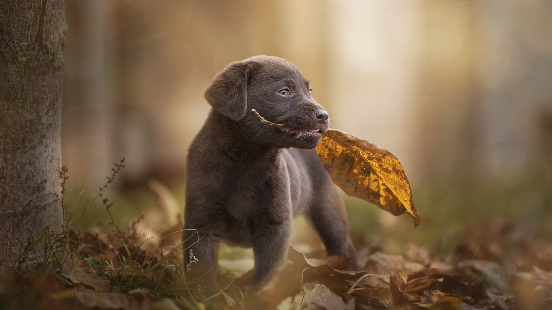 希腊风暴冲垮那不勒斯，萨卡大场面先生闪耀足坛