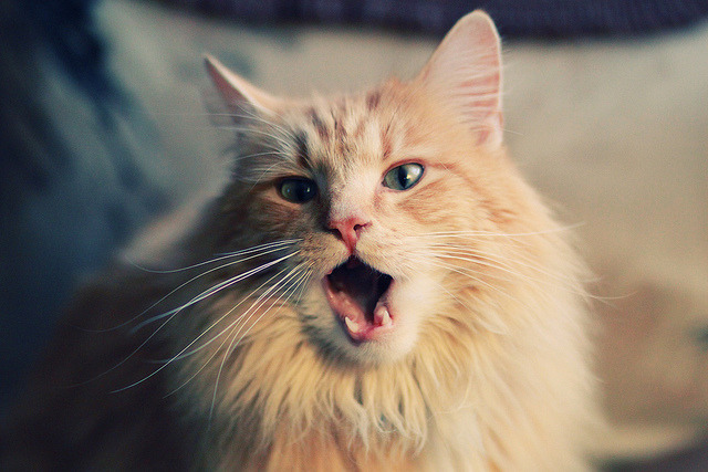 跨越大陆的篮球交响，吉林狂胜背后的团队哲学与切特在欧冠的孤星闪耀