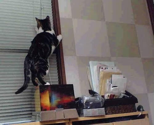 英超争冠焦点战与国王强势晋级鹈鹕，体育世界的双重奏鸣