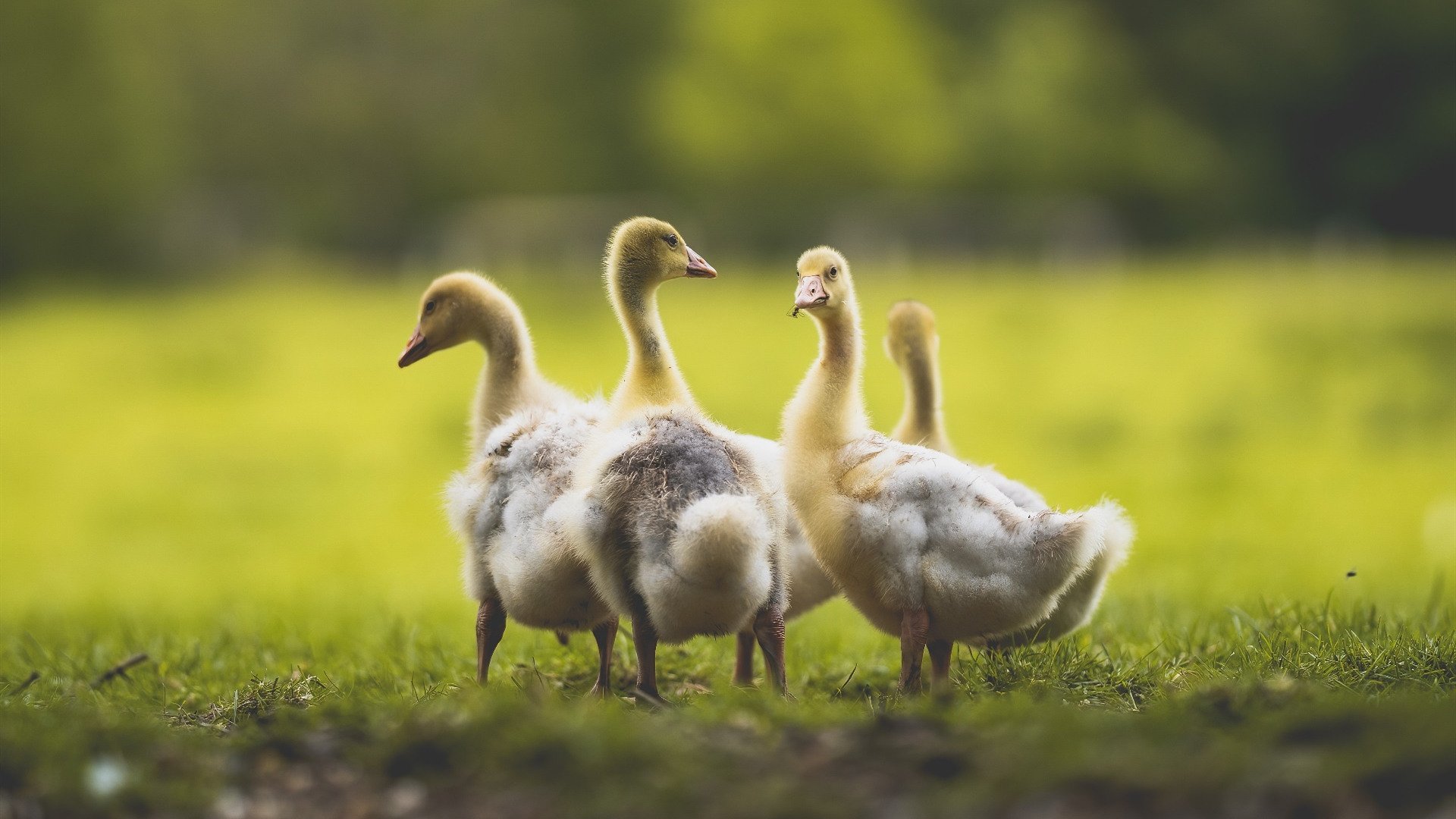 压境的山峦与决堤的星光，孙兴慜如何于安菲尔德的烈焰中完成自我救赎