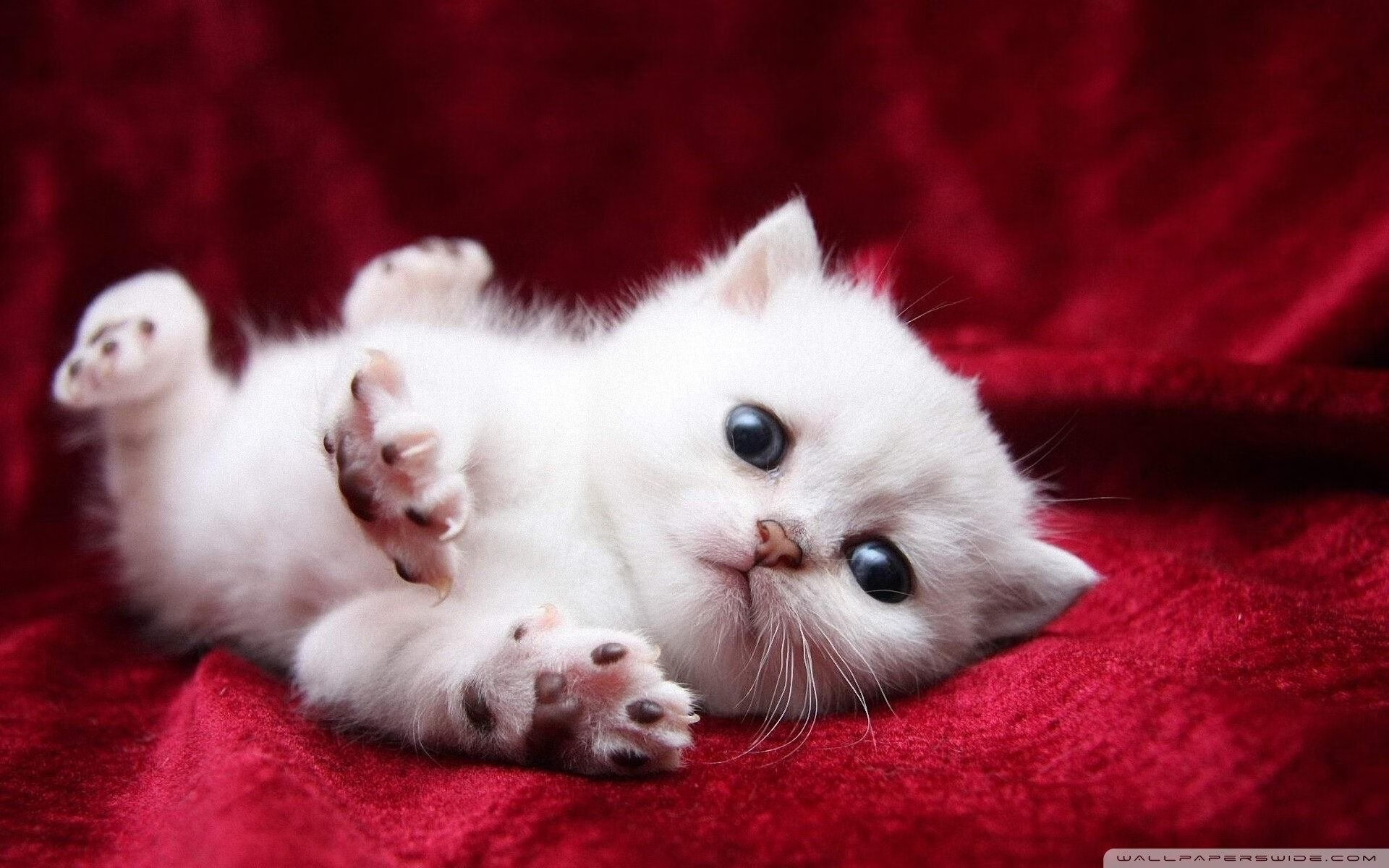 马德里竞技火力全开压制玻利维亚，福登关键先生闪耀全场