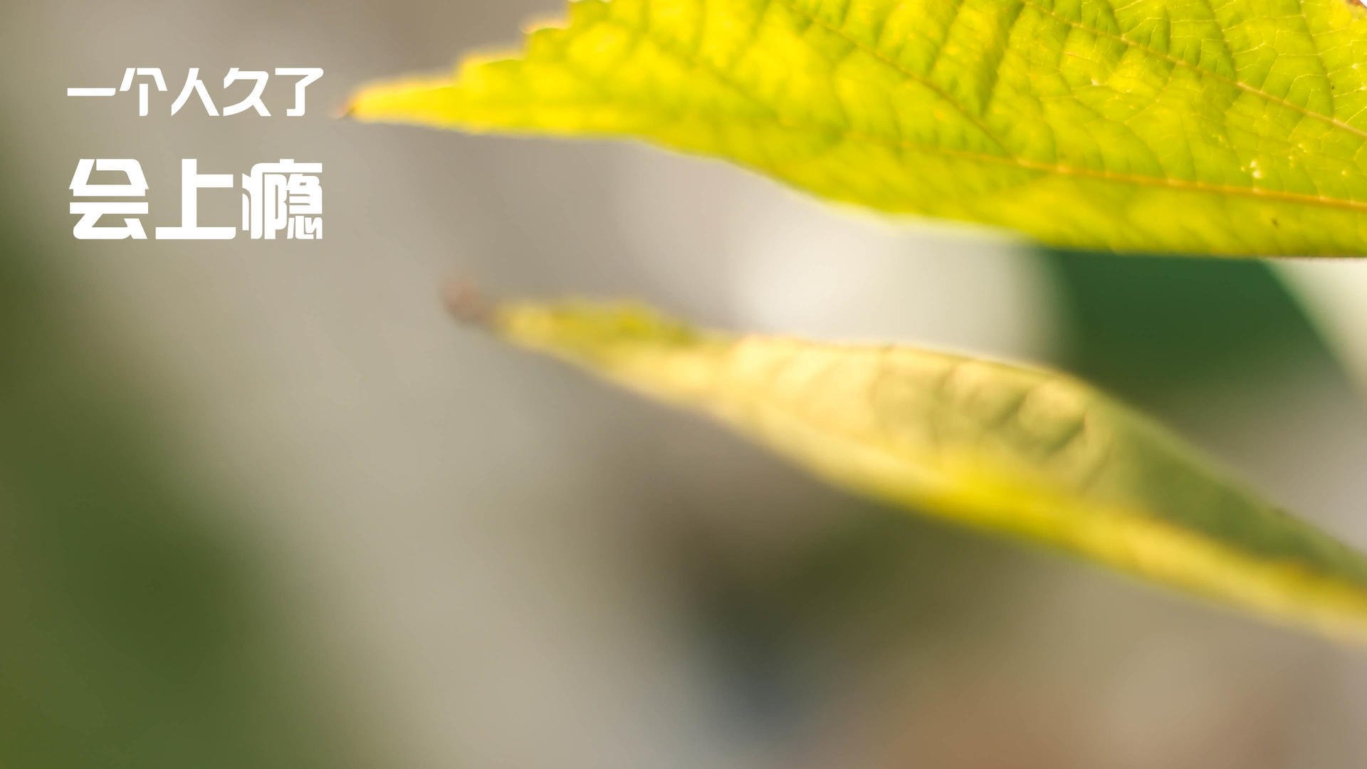 诺坎普之夜,佩德里的无解交响