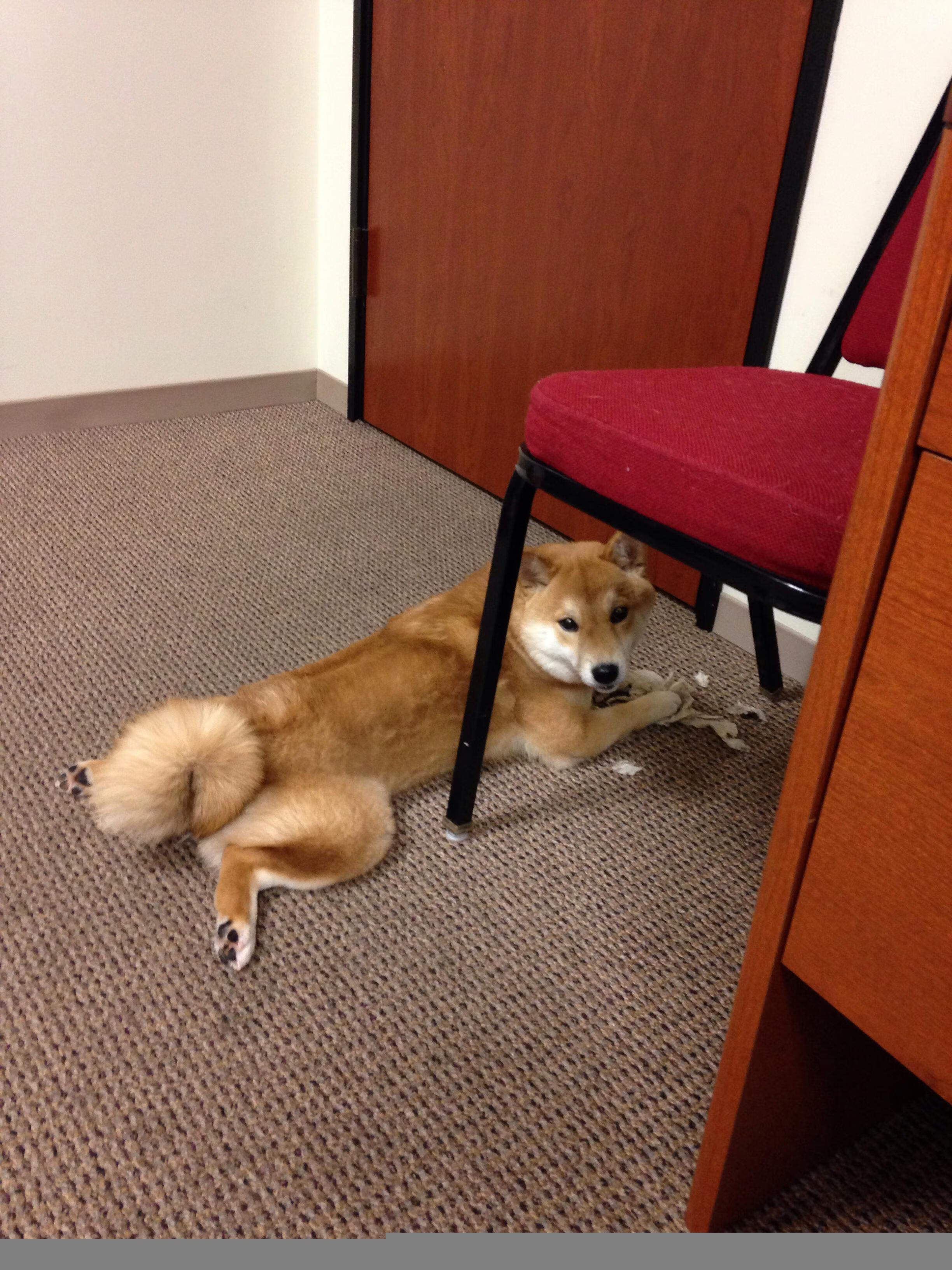 青春风暴,拉梅洛末节狂飙19分,火箭导演惊天逆转击碎步行者